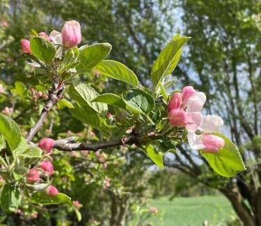 Errindlev House | Æblehuset- landhus med fred&ro lige ved gadekæret