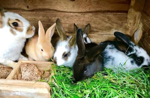 Anyksciai House | Žalioji stotelė butiko namukas dviems