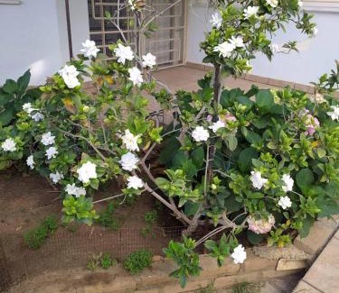 Patras Apartment | Ζεστή φωλιά