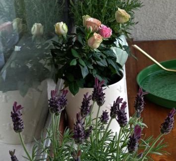 Smolyan Apartment | Апартамент ДАРА