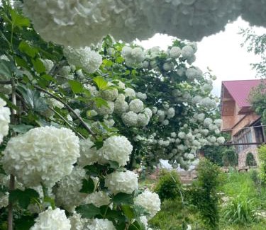 Uzbekistan Resort | Гостевой дом Chimgan Apple Garden