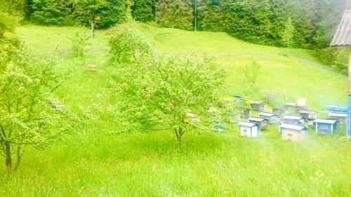 Snidavka House | Садиба «Пасіка» відпочинок в Карпатах