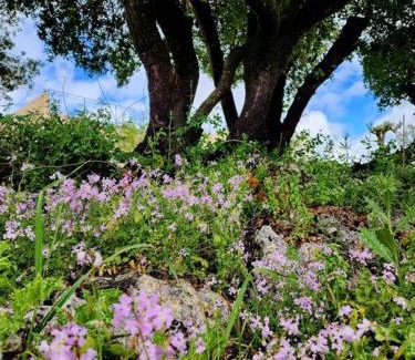 Abirim Ski Chalet | בקתת מרווה
