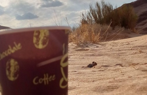 Wadi Rum Bed & Breakfast | رحله مبيت وافطار رائع في وادي رم