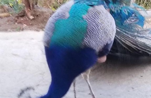 Zoumi House | يسوال