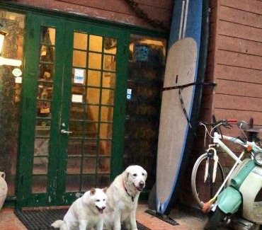 Oishi Hotel | ドッグランドサムデイ