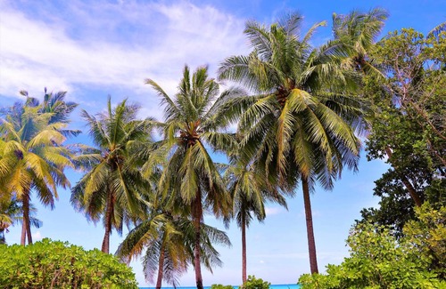 Hithadhoo Bed & Breakfast | 33 m² Bed and breakfast ∙ 2 guests