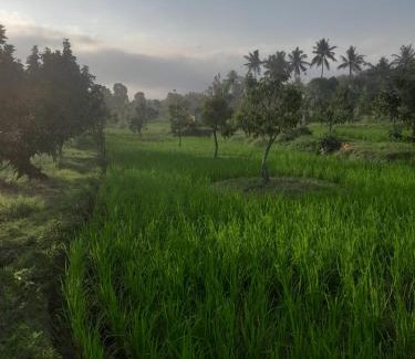 Kecamatan Sikur Cabin | 361 Alam