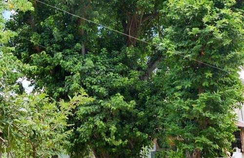 Hue House | 4 guests, 2 beds, 1 bath, a garden