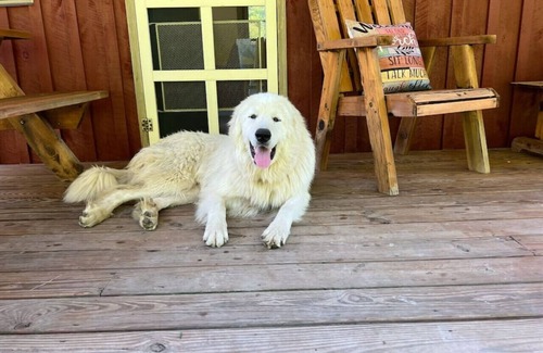 Waneta Cabin | 540-acre farm with trails, creeks, animals & nearby attractions
