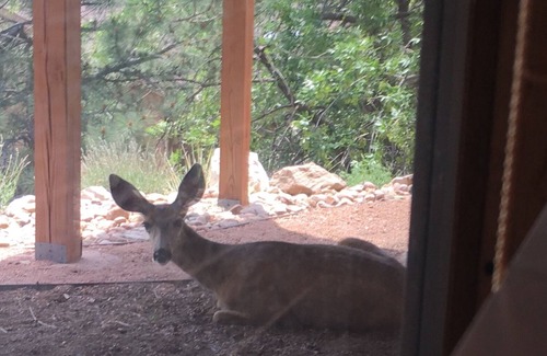 Mountain Shadows Apartment | A Pikes Peak Pleasure!