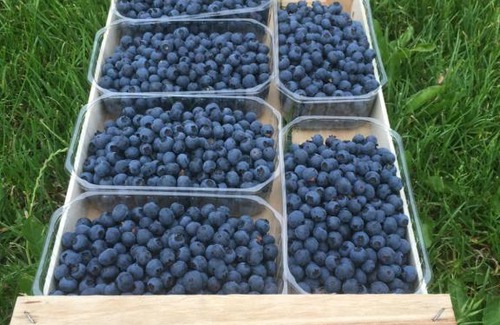 Bricherasio Bed & Breakfast | Agrialpi by Salfrutta