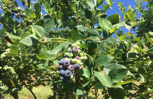 Bricherasio Bed & Breakfast | Agrialpi by Salfrutta