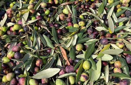 Bricherasio Bed & Breakfast | Agrialpi by Salfrutta