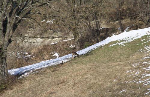 Selvapiana Apartment | Agriturismo Coradosso "Il Fienile"