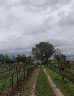 Castegnero House | Agriturismo L'Albara - Wines, Pool & SPA