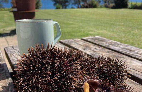 Te Kaha House | Airi Kainga - Seaside Home