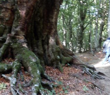 Villaggio Monte Faito Bed & Breakfast | Al Castagno