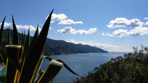Cinque Terre Hotel | Albergo Suisse Bellevue