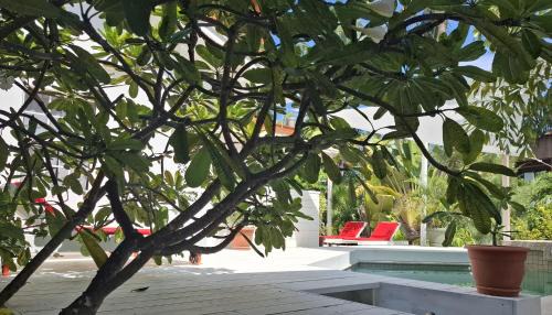 Caye Caulker House | Amanda's Place Casita Carinosa - pool and tropical garden