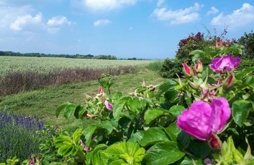 Dassow Apartment | Anne Marie