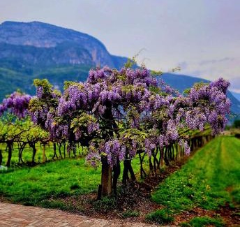 Mezzocorona House | Antico Fienile Agritur