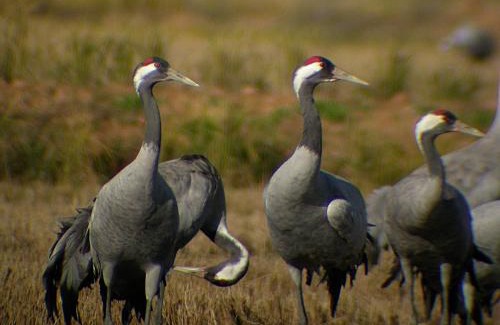Santiago Apartment | Apartamentos La Machacona Plaza de Santiago
