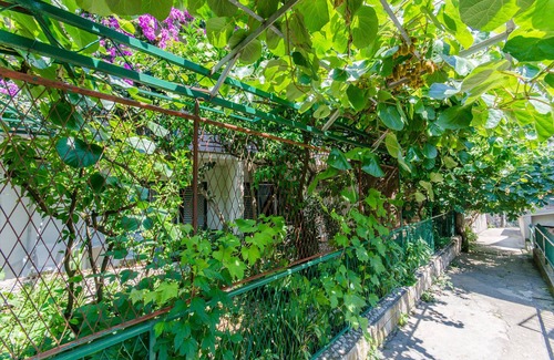 Bili brig Apartment | Apartment and Rooms Ivan (45191-A9) - Makarska