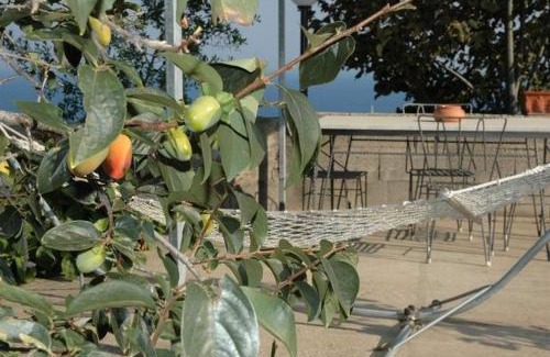 Lacco Ameno Apartment | Appartamenti Miramare in Collina Sea-view Hillside