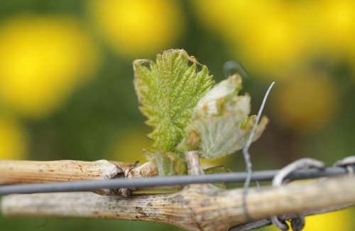 Bruttig-Fankel Apartment | Appartement Familie Ernst