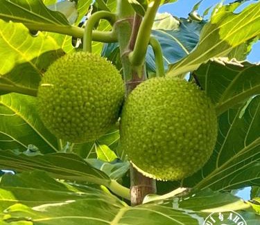 Punta Sur Hotel | Aqui Ahora at Villa Verde