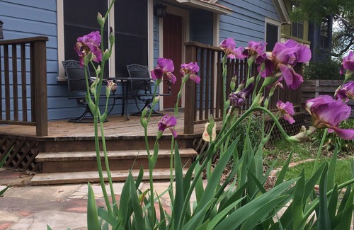 Zilker House | Ask about discounts for longer stays at this Fantastic 3/2 home in Zilker Park