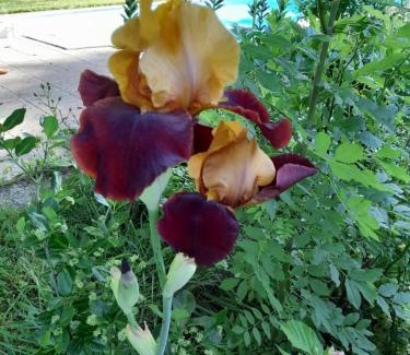 Saint-Leon-sur-Vezere House | Aux Iris