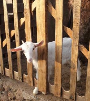 Borore House | Azienda agricola Affittacamere S'Ispinalba di Laura Pitzolu