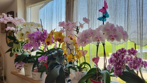 Villafranca di Verona Bed & Breakfast | B&B A casa di Eleonora