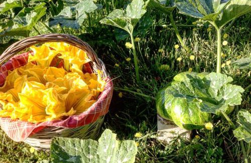 Poggio Nativo Bed & Breakfast | B&B da Odila