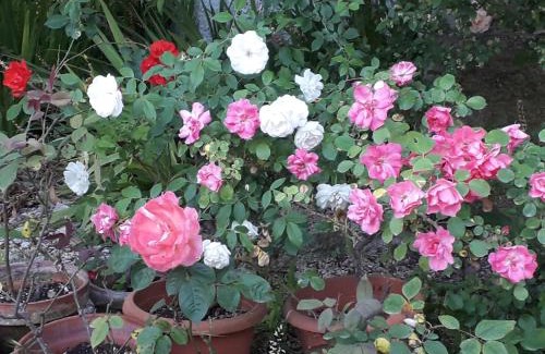 Tottubella Bed & Breakfast | B&B Domo De Pedra