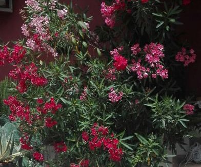 Povegliano Veronese Bed & Breakfast | B&B Le Stanze di Amelie