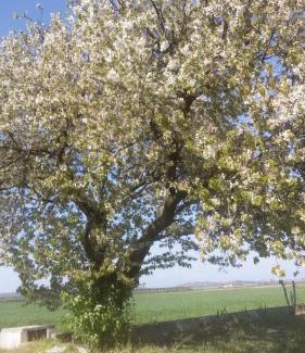 Valeggio sul Mincio Bed & Breakfast | B&B Peschi in Fiore