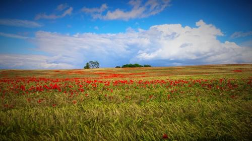 Bolsena House | B&B Podere Ospedaletto