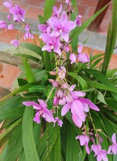 Long Ho Bed & Breakfast | Ba Linh Homestay