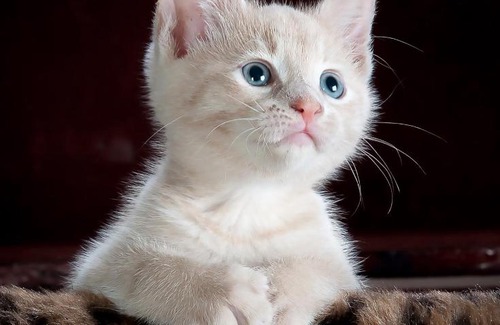 Ballina Hotel | Ballina Homestead Motel