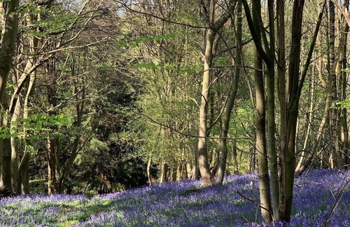 Uckfield House | Beautiful cosy converted pigsties , set in 80 acres of woodland and meadows .