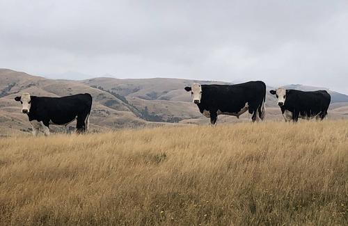 Tararua District Cabin | Beautiful farmstay at stylish, roomy converted Woolshed venue