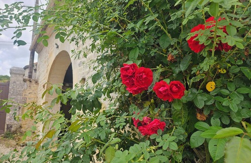 Moulidars Cottage | Beautiful residence in CharentePoitou in the middle of the vineyards.