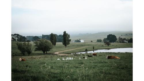 Braidwood House | Bedervale Tiny by Tiny Away