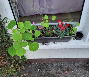 Taghmon Bed & Breakfast | Beech Lodge Garden View Studio Apartment