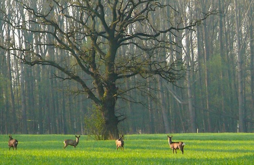 Kirchwerder House | Biohof Eggers - Stork's Nest