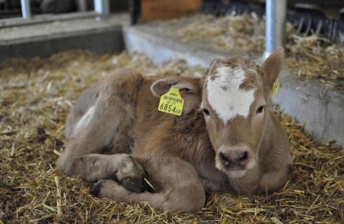 Laßnitz bei Murau House | Biohof Stockreiter vulgo Grillschmied