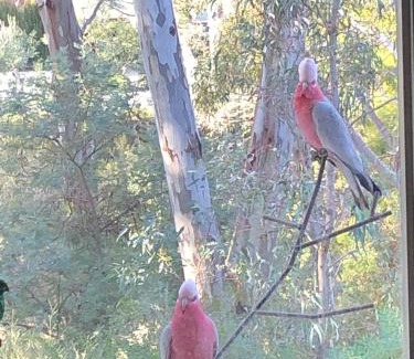 Castlemaine Apartment | Bird Haven Central Castlemaine